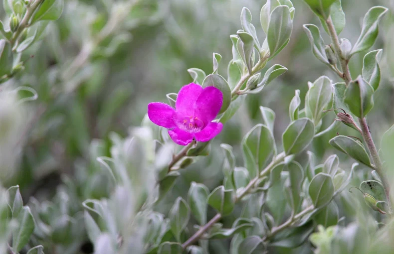texas sage with pink flower