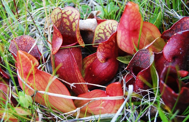 purple pitcher plant