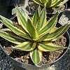Mature Succulent Plant Agave 'Quadricolor.