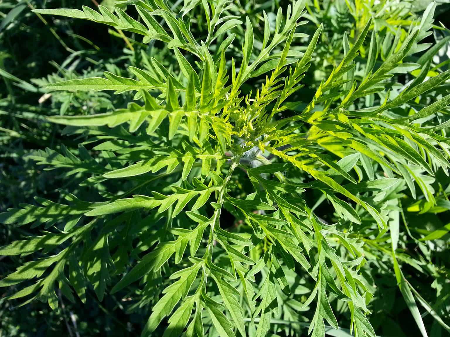 Benefits of Ragweed: Give Ragweed Another Chance | Plantly