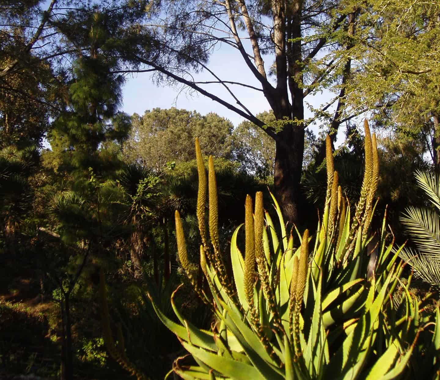 native plants in san diego botanical garden