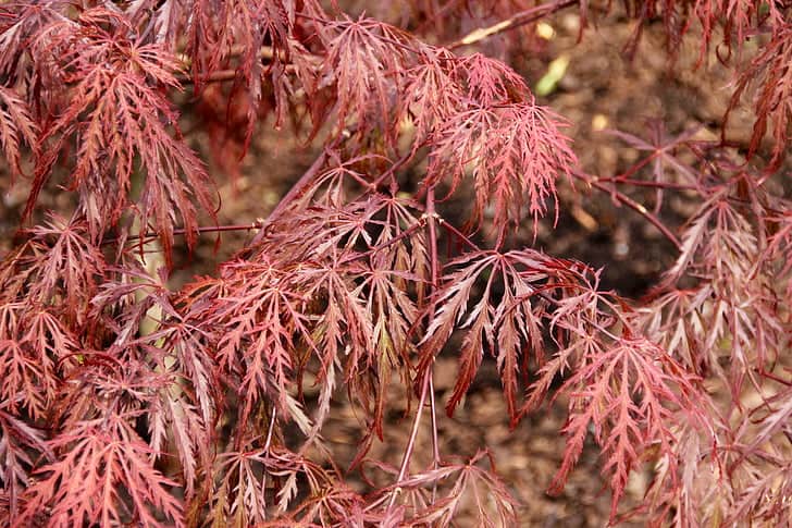crimson queen japanese maple temperature and humidity requirement