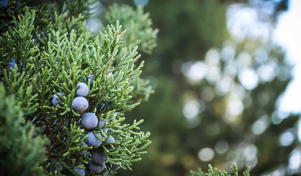 Blue Point Juniper Care & Growing Guide Plantly