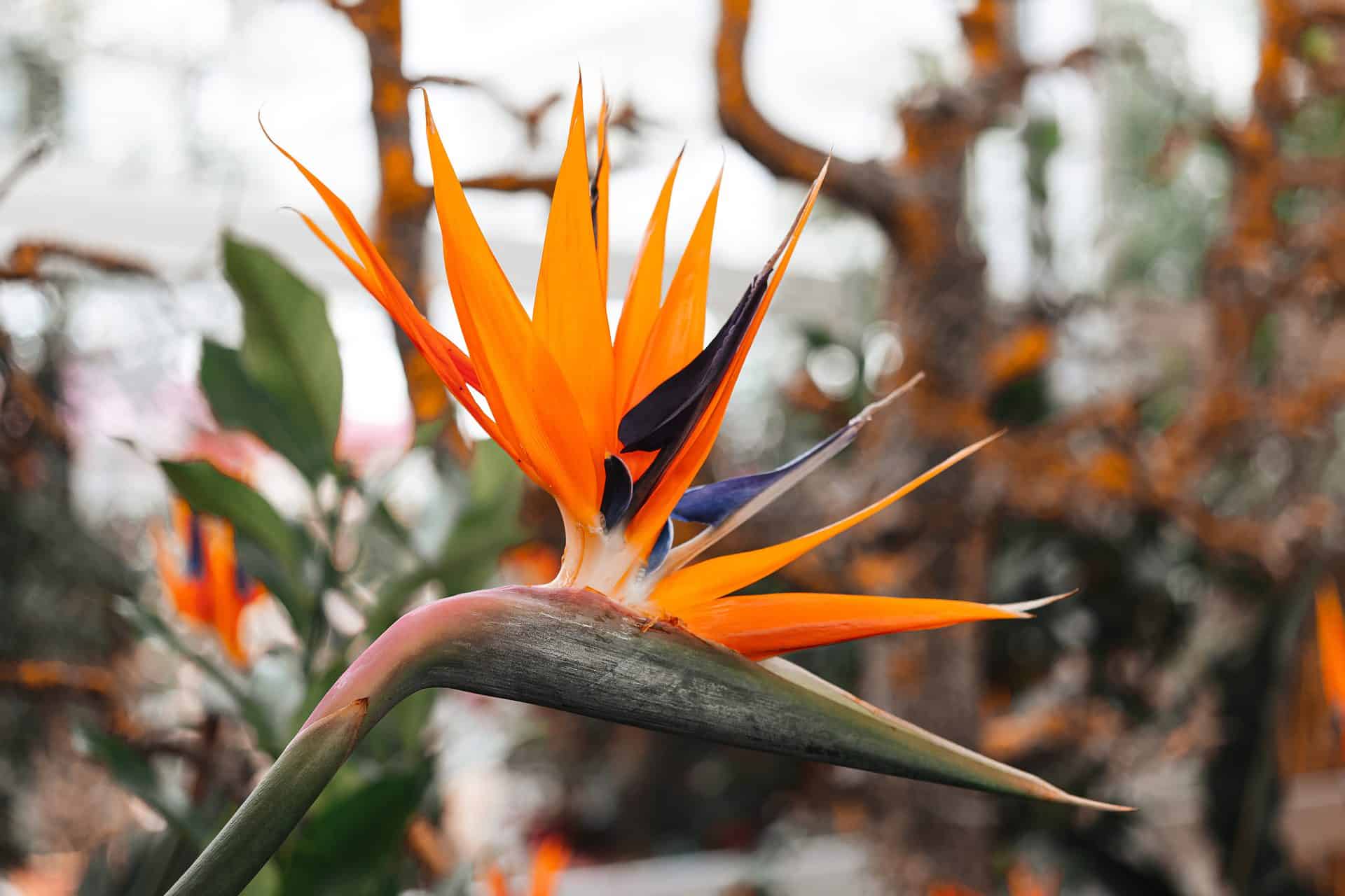 birds of paradise plant