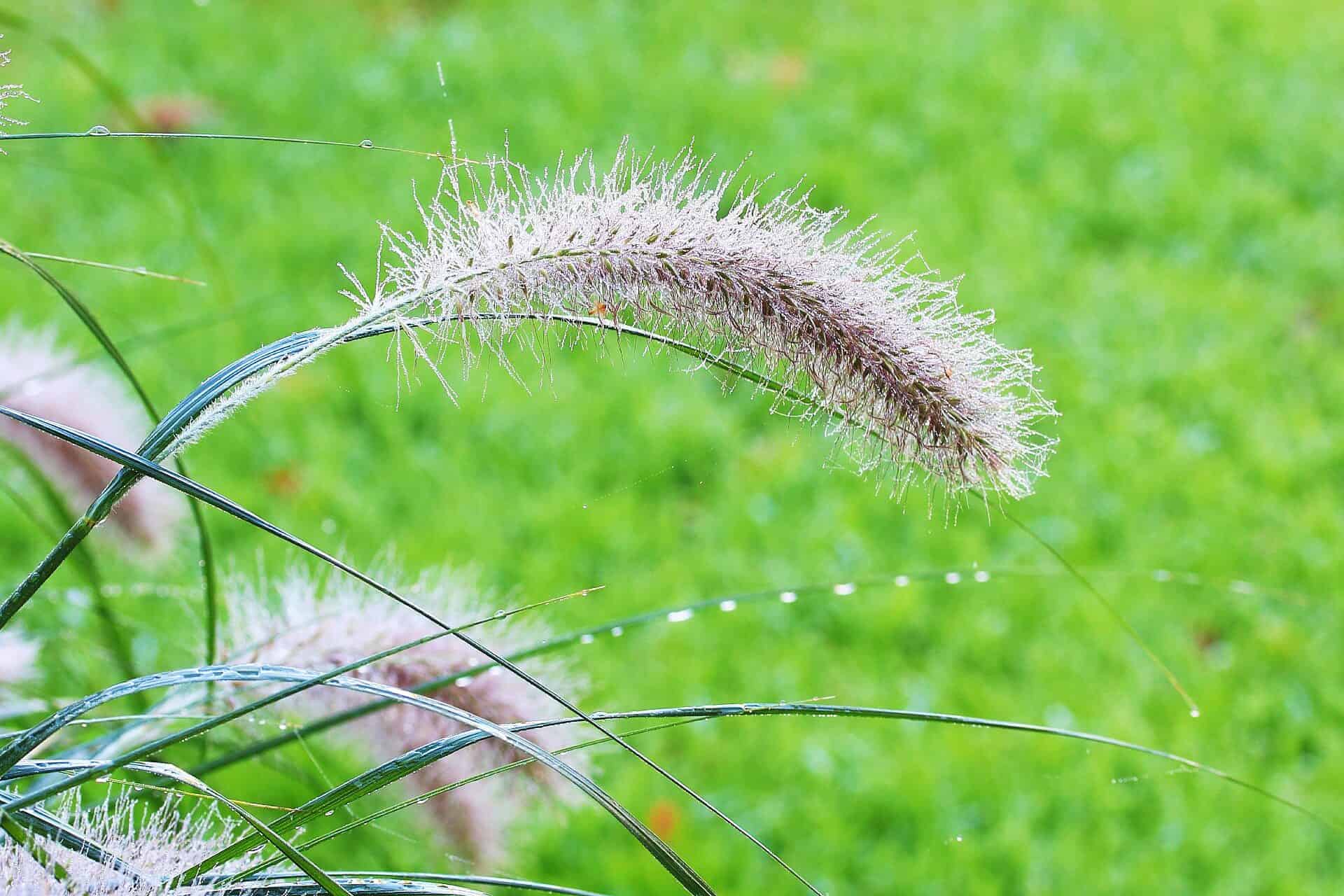 fountain grass