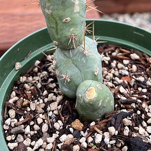 Echinopsis lageniformis / Trichocereus bridgesii aka Penis Cactus