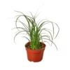 Ponytail Palm | Beaucarnea Recurvata | Fancy Houseplant