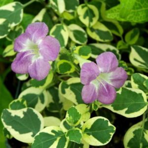 Chinese Violets Asystasia Gangetica Ship Free.