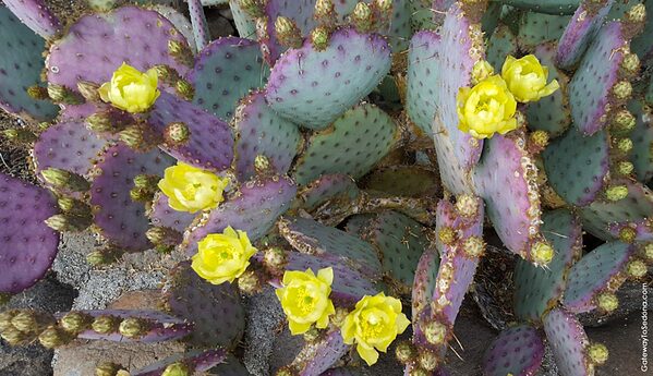 Turquoise Prickly Pear Cactus Ships Free.