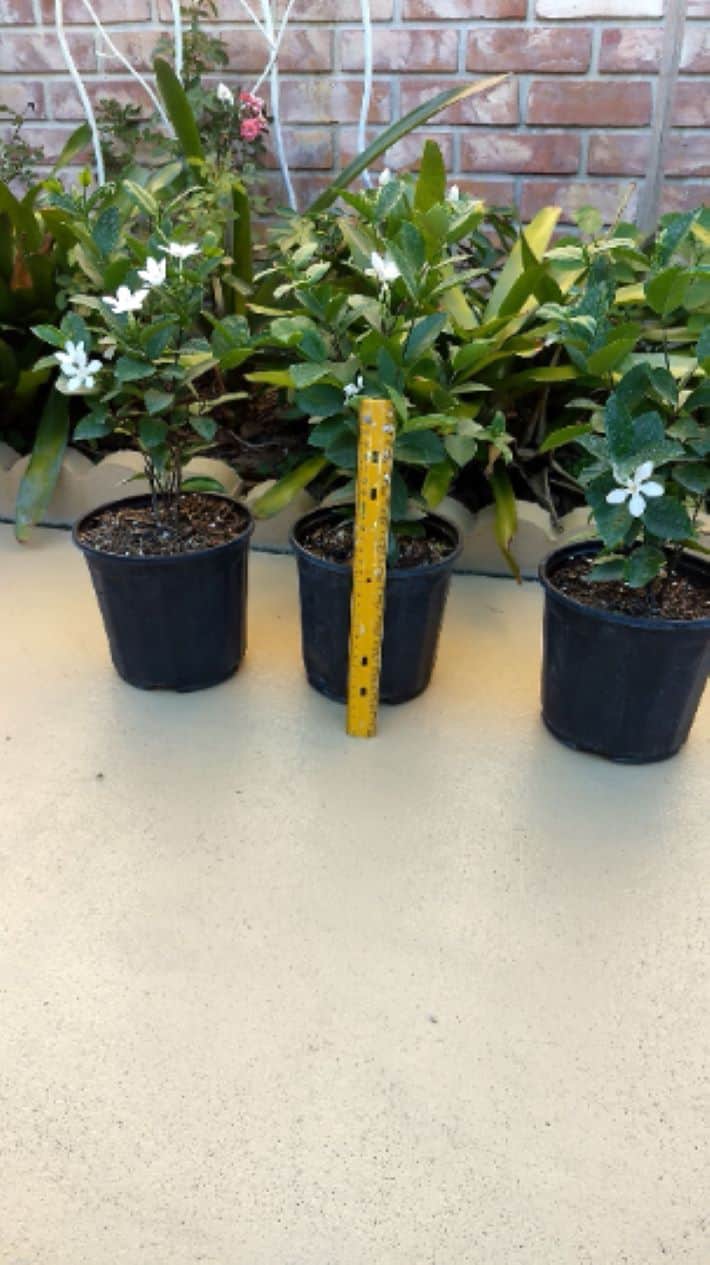 Asian Snow Wrightia Antidysenterica Rare Bush Ships Free. Asian Snow Wrightia Antidysenterica Rare Bush Ships Free.