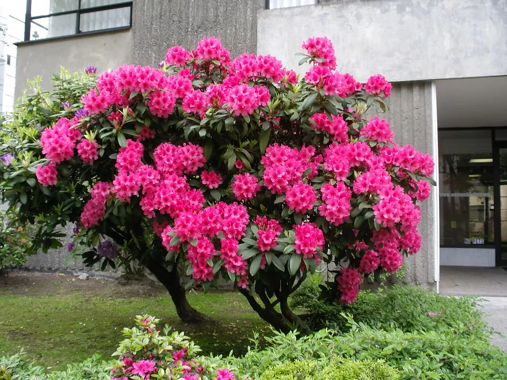 Rhododendron shrub @flickr