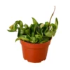 Hoya Rope Plant | Hoya Hindu | 6" Nursery Pot
