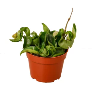 Hoya Rope Plant | Hoya Hindu | 4" Nursery Pot