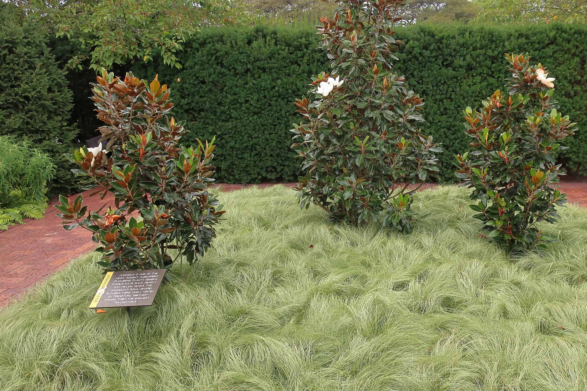 Little Gem Magnolia Tree Care Plantly