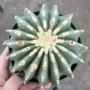 Ferocactus Glaucescens f. Inermis. / Blue Barrel Cactus
