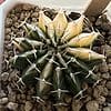Gymnocalycium Mihanovichii Variegated Rare Cactus