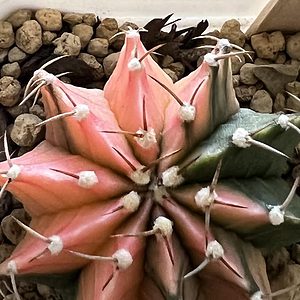 Gymnocalycium Mihanovichii Variegated Rare Cactus