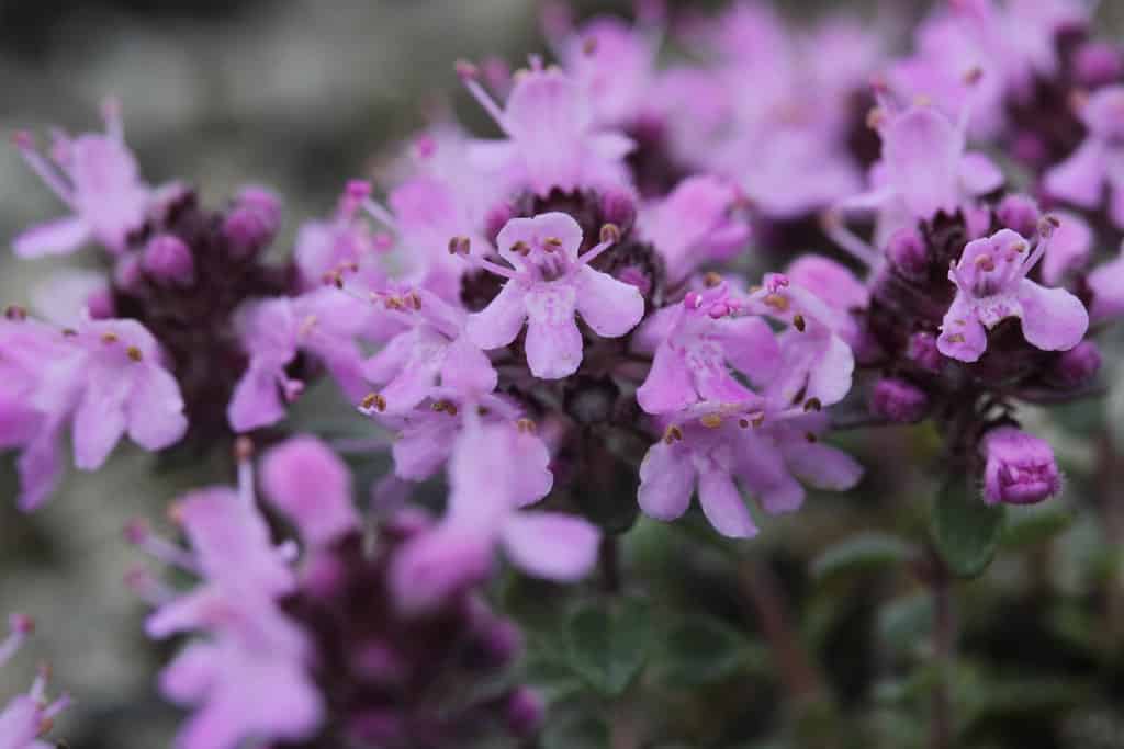 red creeping thyme @flickr