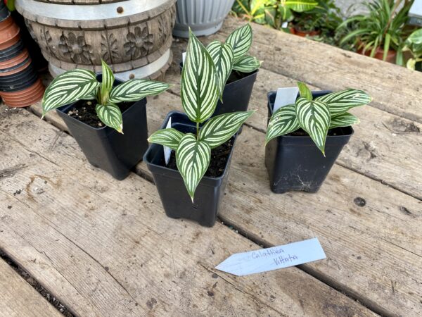 4 calathea vittata plants in a pots.