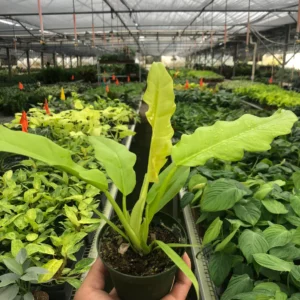 Ring of Fire Gold | Philodendron | Rare Plant 4" Nursery Pot