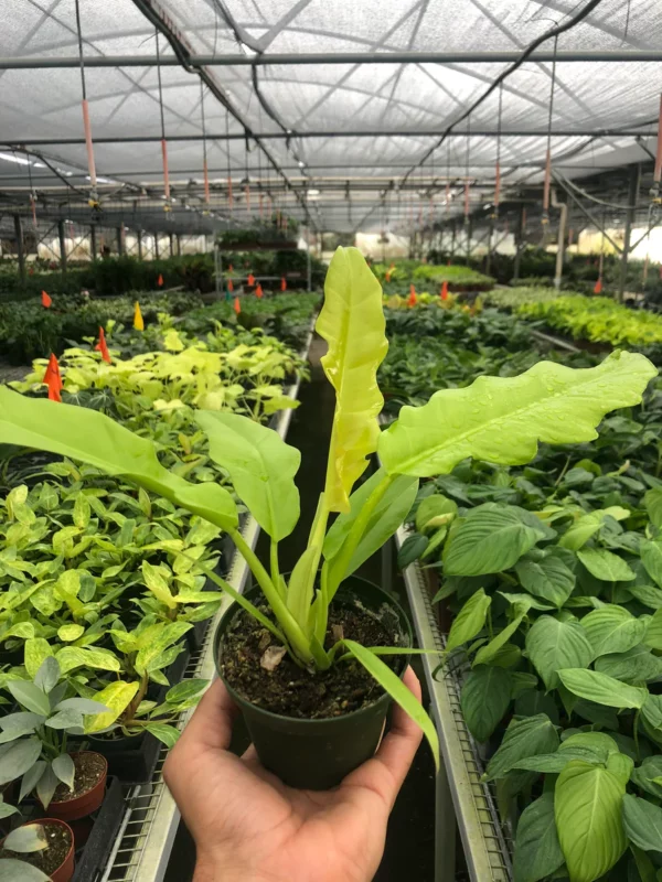 Philodendron Ring of fire gold