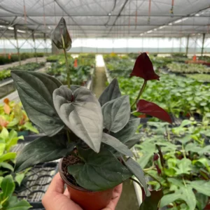 Syngonium Red Arrow | Syngonium erythrophyllum | 4" Nursery Pot
