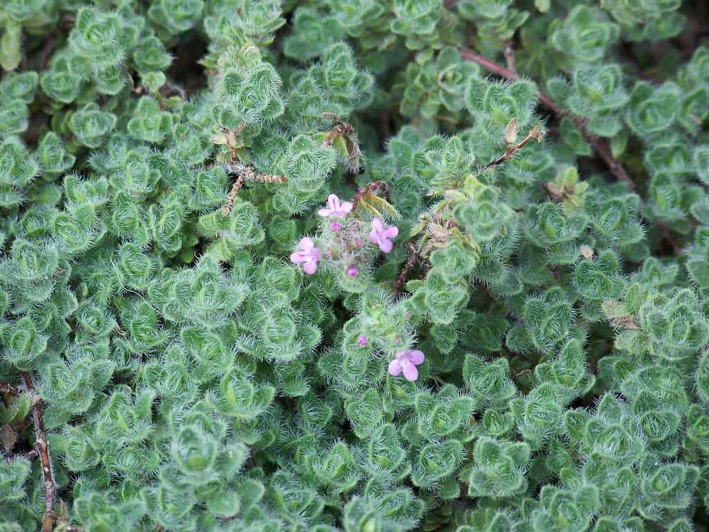Woolly Thyme @flickr