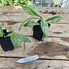 Hoya Pubicalyx Silver Splash 2 Inch Pot Rooted Starter Plant