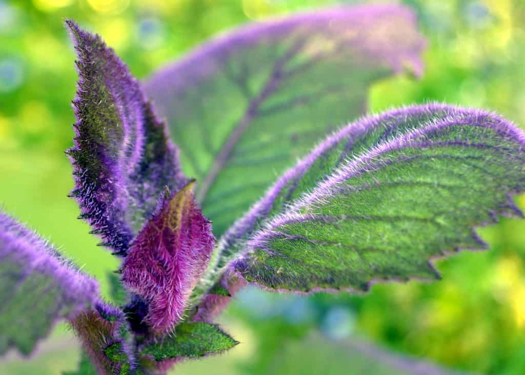purple passion plant light requirement @flickr