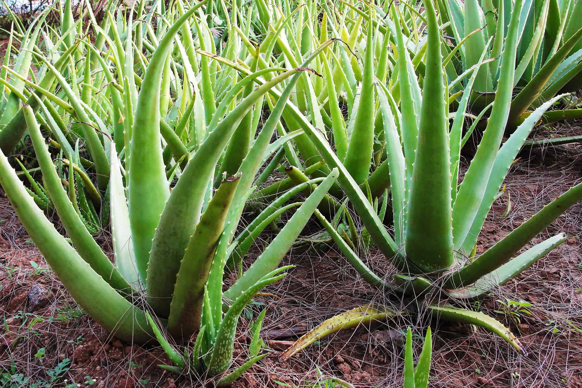Aloe barbadensis