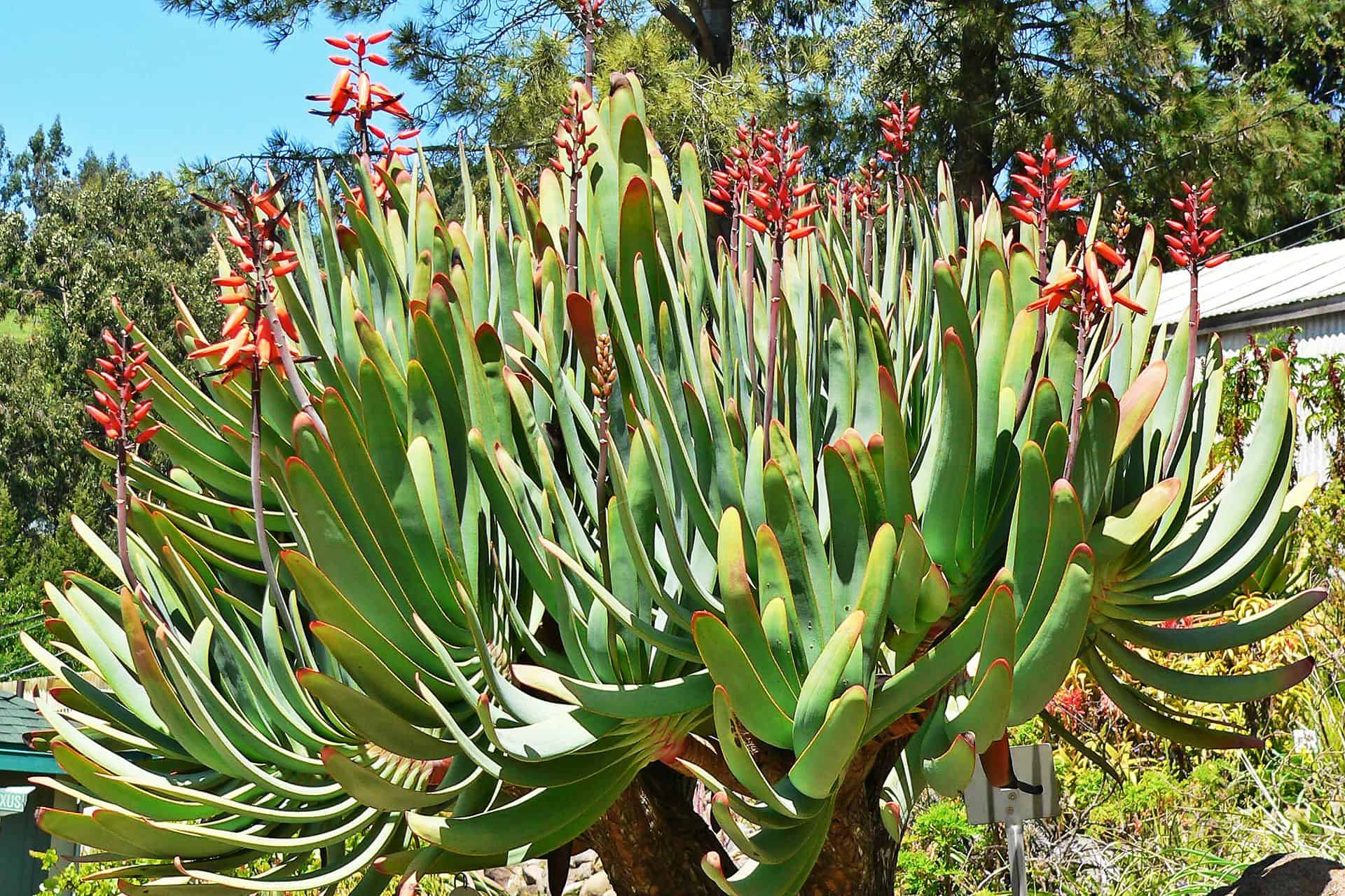 Aloe plicatilis