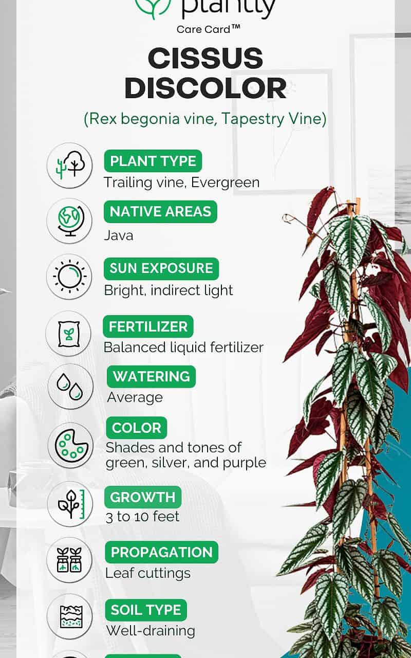 Cissus Discolor Plant Care