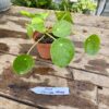 Chinese Money Plant or Pilea Peperomioides 4 Inch Pot Live Plant