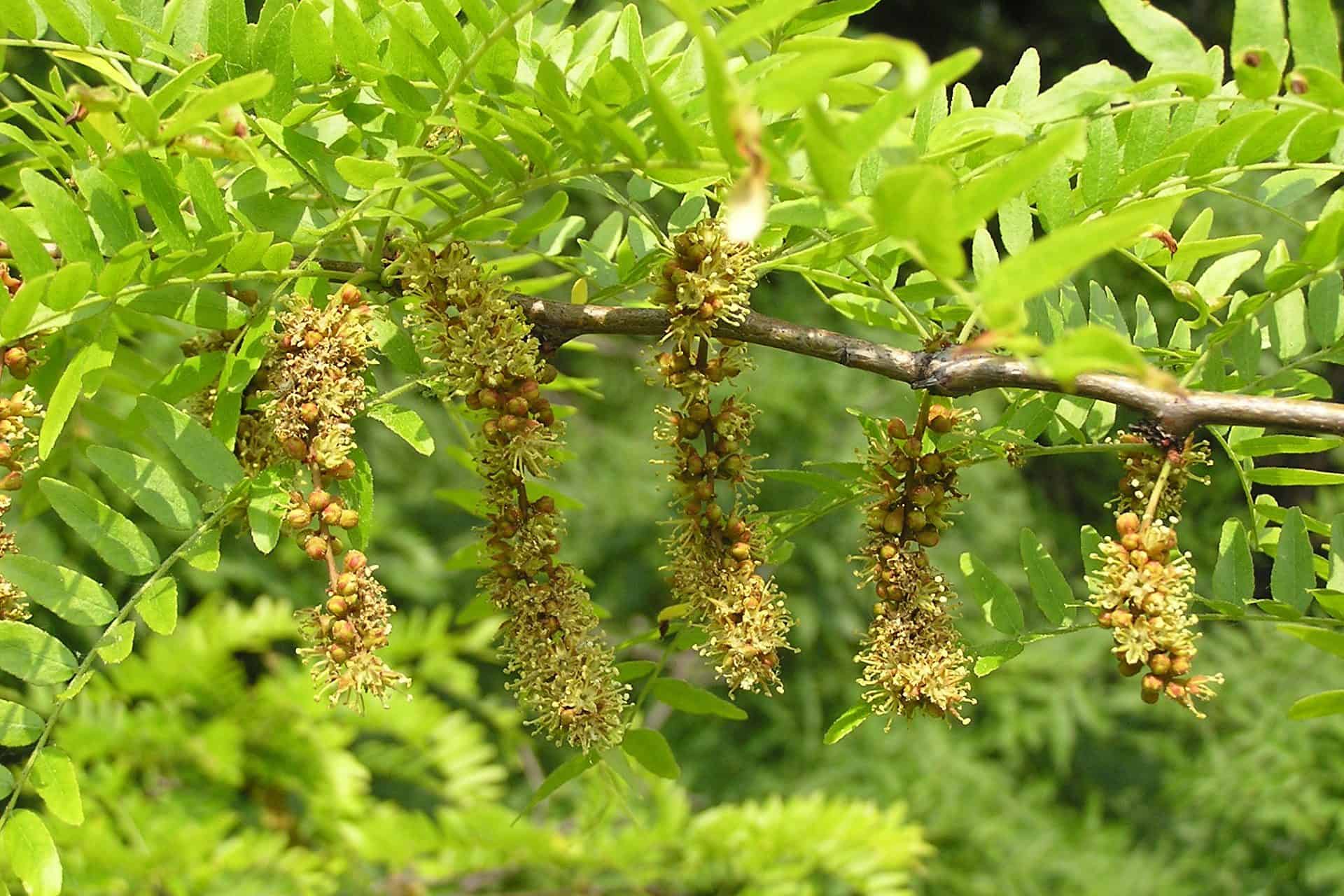 How To Grow Honey Locust Tree? Plantly