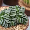 Cactus Succulent- Haworthia truncata