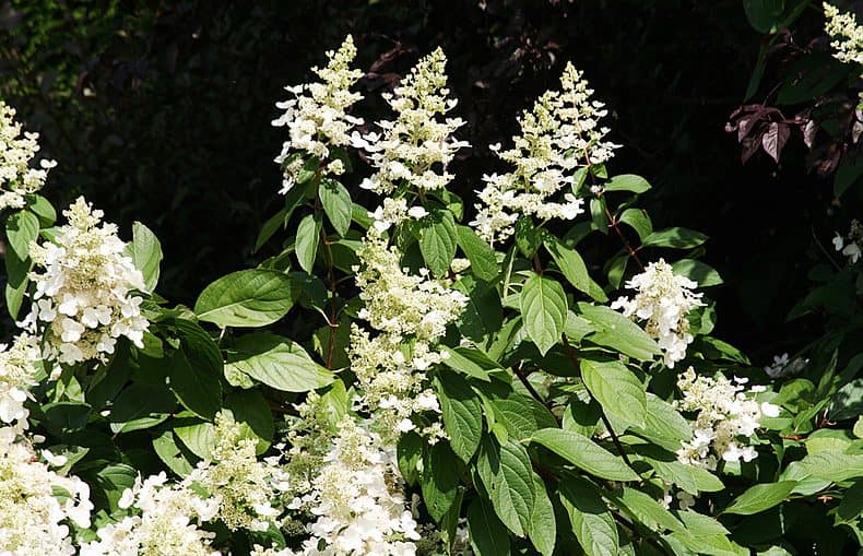 Hydrangea paniculata
