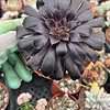 Aeonium arboreum---Black Rose