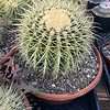 Large Golden Barrel Cactus | 10" Pot