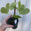 Philodendron Grazielae Plant in 3" pot