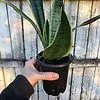 Sansevieria laurentii snake plant | 4 inch pot