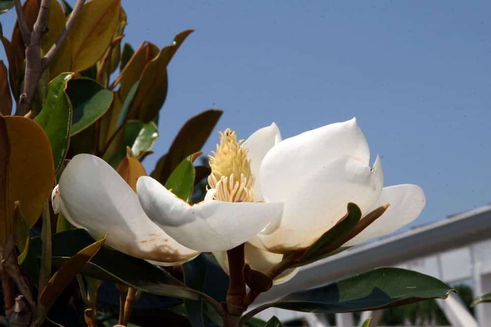 Magnolia grandiflora 'Little gem in full sun