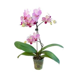 Pink Orchid | Phalaenopsis Amabilis | Flowering Houseplant