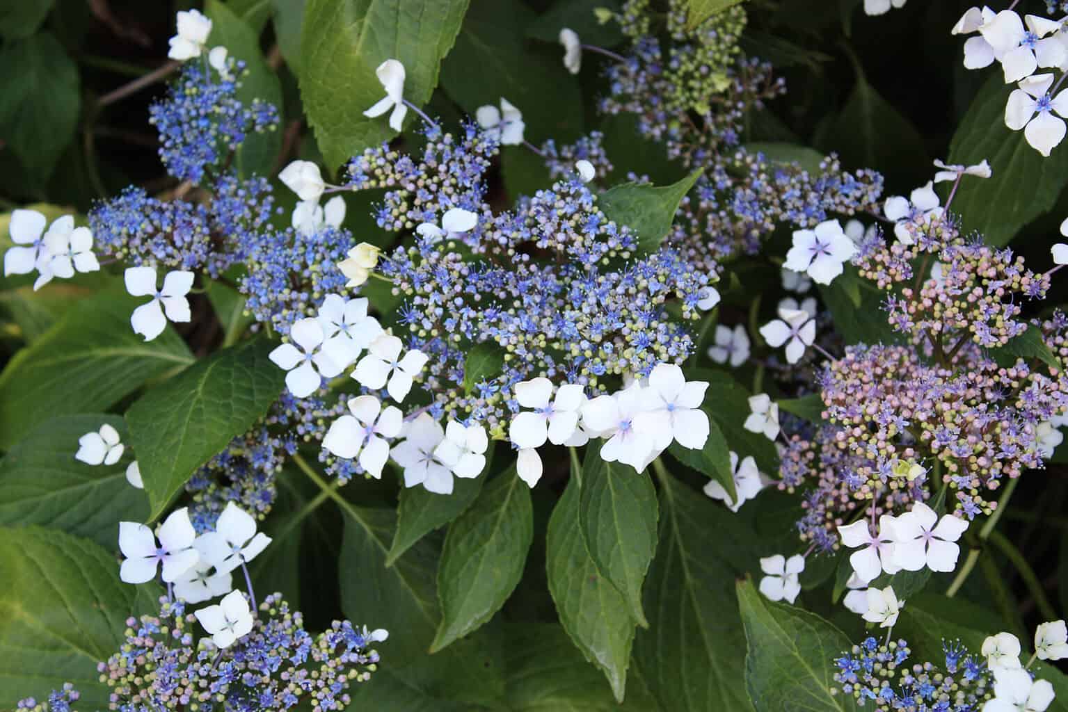 Bobo Hydrangea Care And Growing Guide Plantly