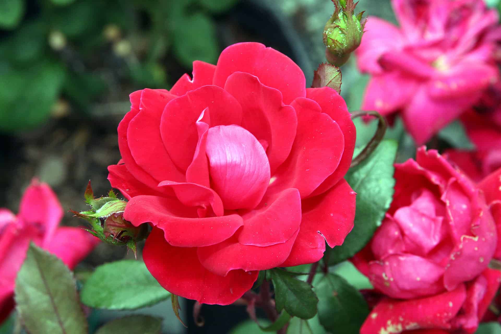 double knock out rose