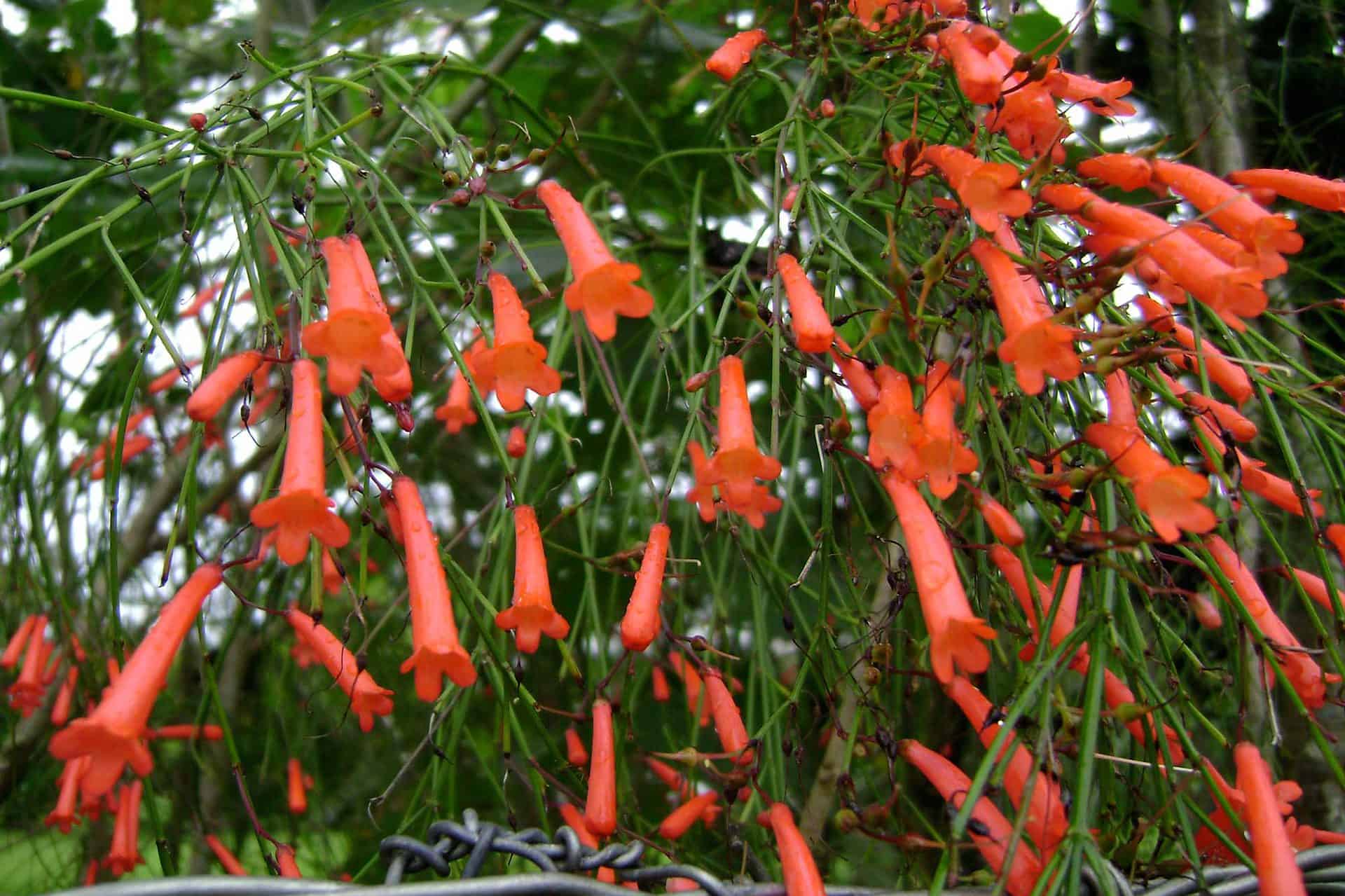 firecracker plant temperature and humidity requirement