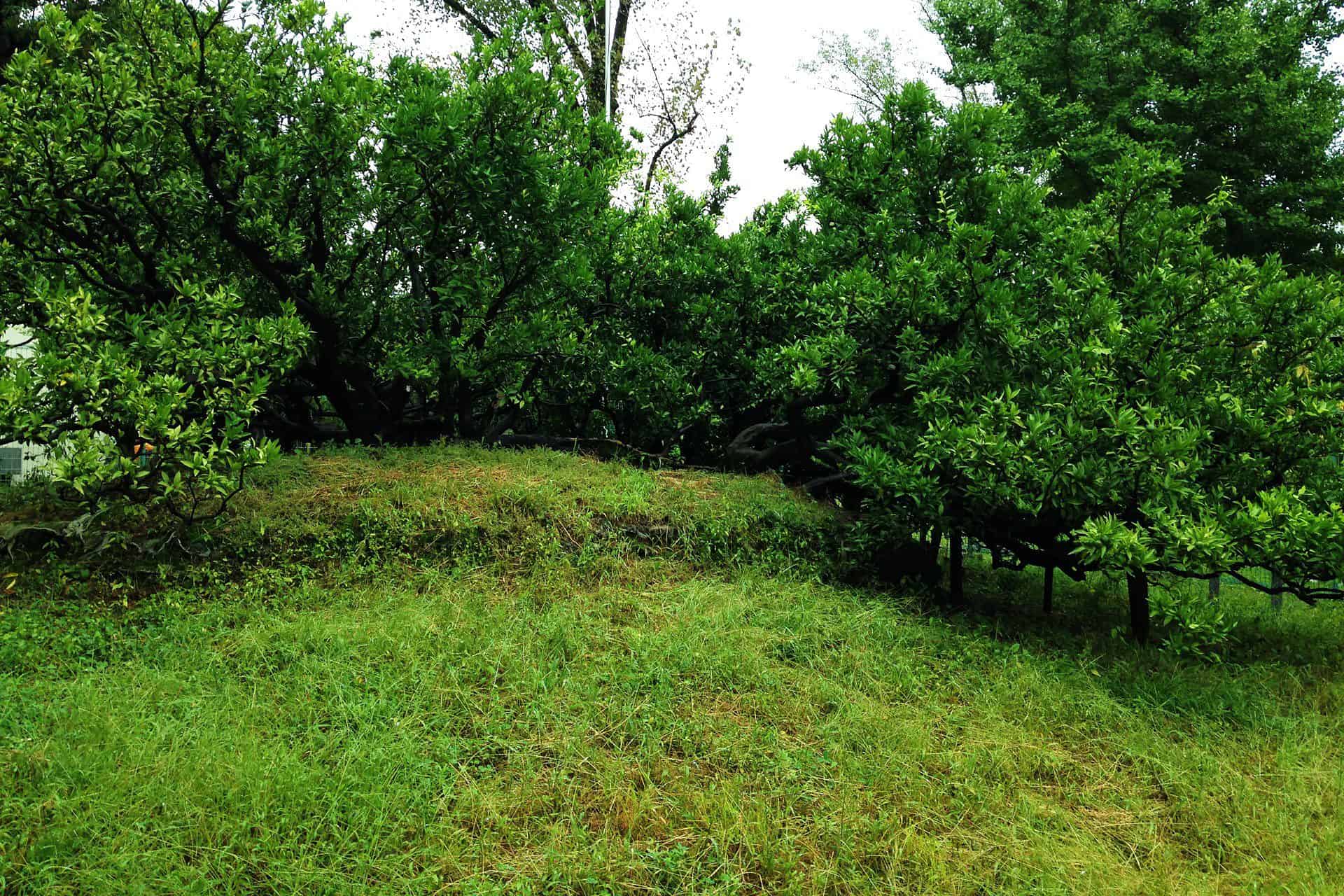 9 Types of Satsuma Trees Plantly