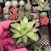 Haworthia Retusa | Star cactus | 2" Pot