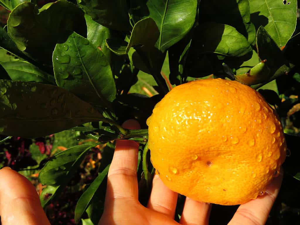 9 Types of Satsuma Trees Plantly