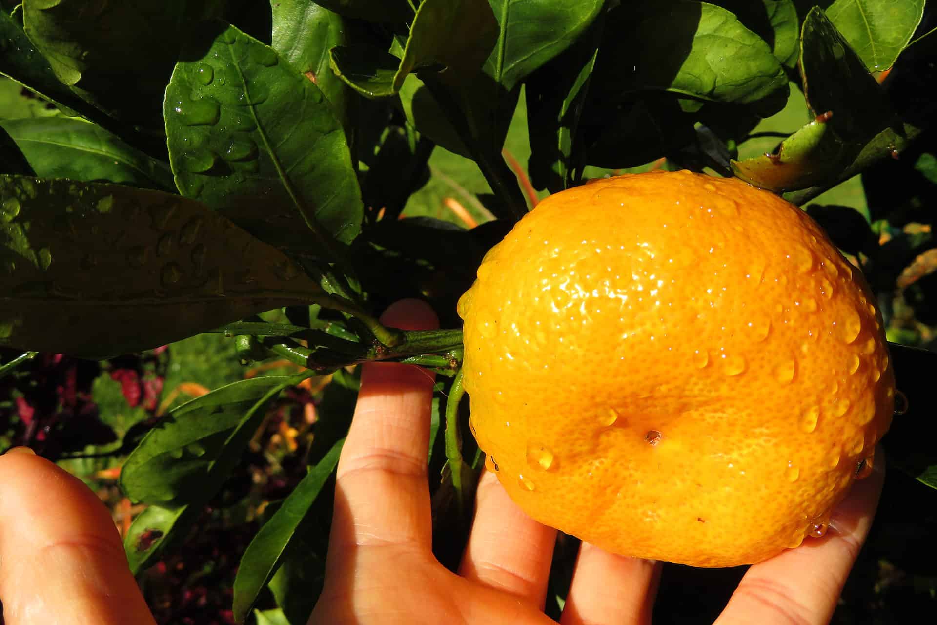 9 Types of Satsuma Trees Plantly