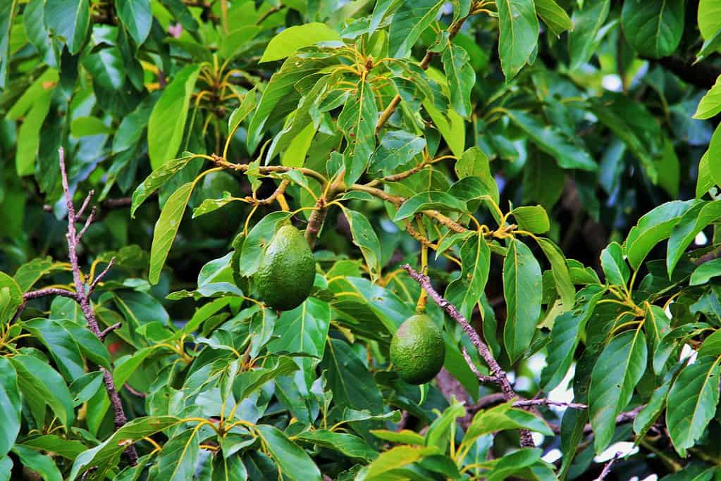 How To Grow Fruit Trees from seeds Plantly